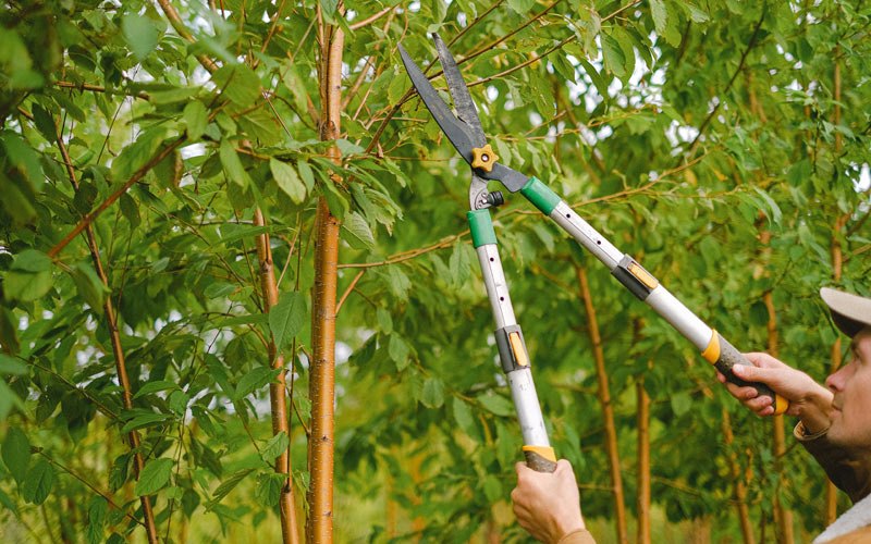 Tree trimming in Sandgap, KY